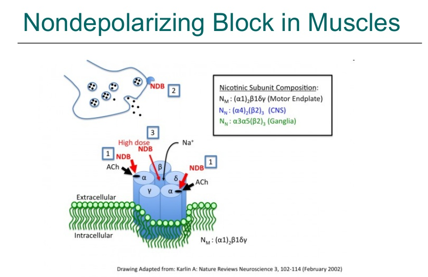 Skeletal muscle relaxant mechanism of Action PPT