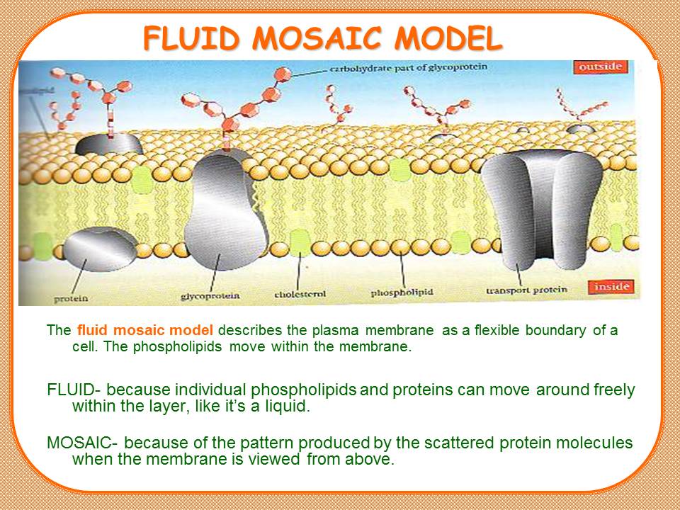 fluid mosaic model cholesterol