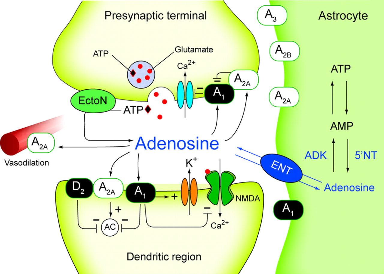 Adenosine Pharmacology notes for B M Pharmacy students