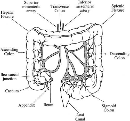 Colon ANOTOMY PHYSIOLOGY OF COLON Functions Pharmacology Notes PDF ppt