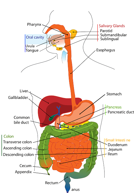 M pharma pharmaceutics notes - evaluation of colon specific drug delivery systems