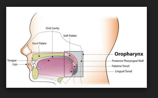 ANATOMY & PHYSIOLOGY Of Human Respiratory Tract