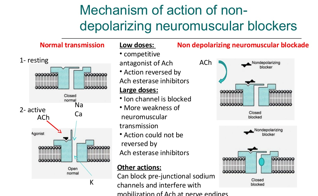 Skeletal muscle relaxant mechanism of Action 1