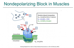 Skeletal muscle relaxant mechanism of Action PPT