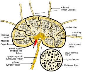 Lymph node D Pharmacy 1st Year B Pharm First Sem - Anatomy & Physiology Notes 