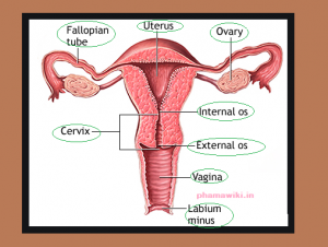 Uterus Function Anatomy Location Pictures