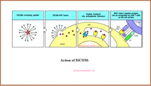 What are ISCOMS Immune Stimulatory Complexes ACTION