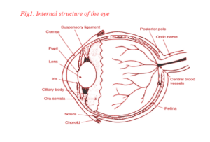 physiology of eye - structure of eye